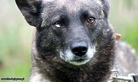 Salsa- zatańczę w Twoim serduszku, mazowieckie No