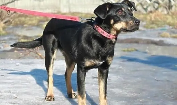 Leila- młodziutka i wesoła- do adopcji