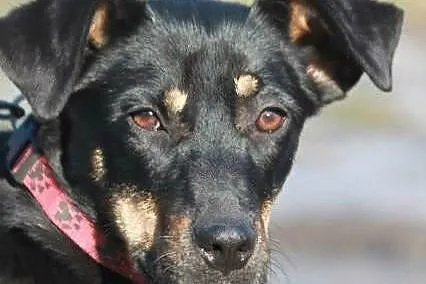 Leila- młodziutka i wesoła- do adopcji