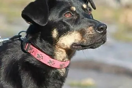 Leila- młodziutka i wesoła- do adopcji
