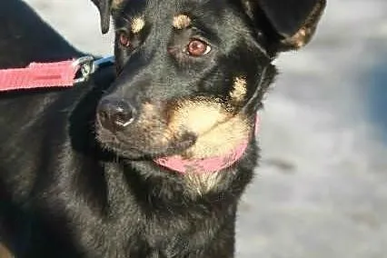 Leila- młodziutka i wesoła- do adopcji