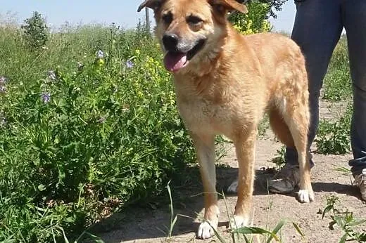 Zola piękna, spokojna, duża suczka szuka domu,  ma