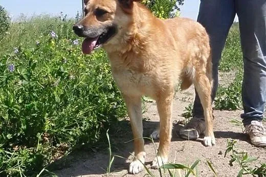 Zola piękna, spokojna, duża suczka szuka domu,  ma