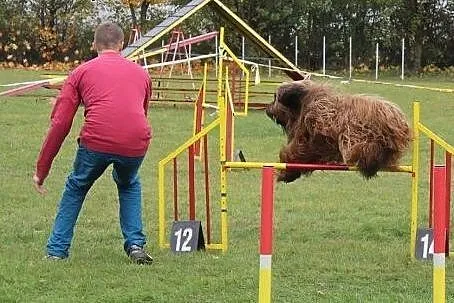 BRIARDY po użytkowych Championach,  małopolskie Kr