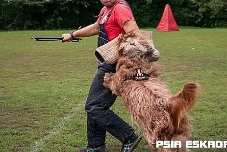 BRIARDY po użytkowych Championach,  małopolskie Kr