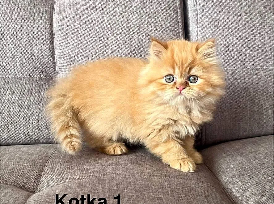 Rudo-biszkoptowe kotki perskie, Małopolskie, Kalwaria Zebrzydowska
