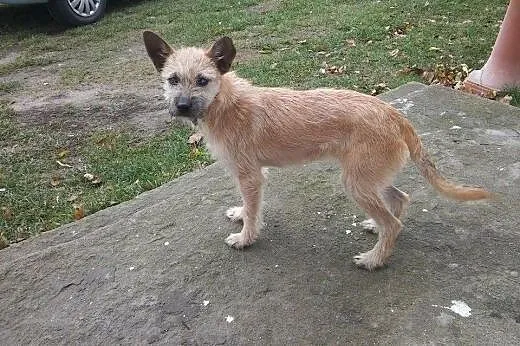 Fifi szuka domu, mazowieckie Wyszków
