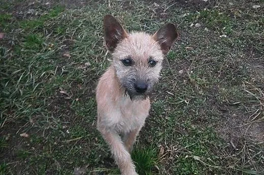 Fifi szuka domu,  mazowieckie Wyszków