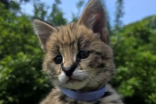 Serwal sawannowy, serval afrykański, ręcznie karmiony, samiec