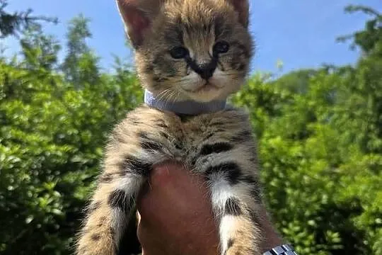 Serwal sawannowy, serval afrykański, ręcznie karmiony, samiec, Małopolskie, Kraków