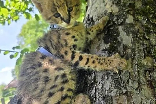Serwal sawannowy, serval afrykański, ręcznie karmiony, samiec, Małopolskie, Kraków