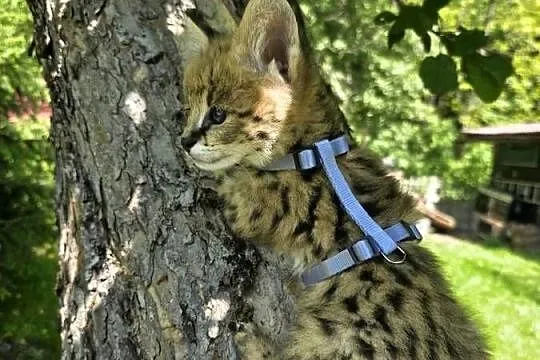 Serwal sawannowy, serval afrykański, ręcznie karmiony, samiec, Małopolskie, Kraków