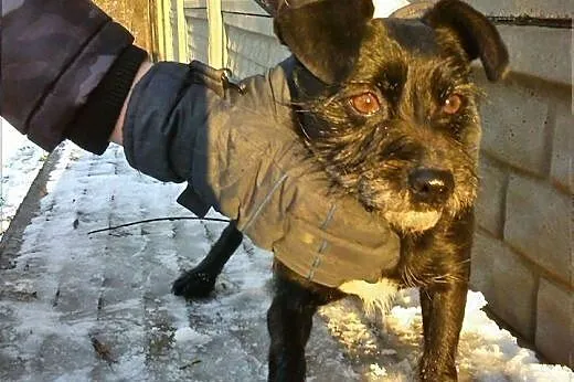 Tuptuś młody wesoły rozbrykany psiak szuka kochają