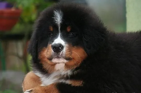 Berneński Pies Pasterski - piękny, mocny, wystawow