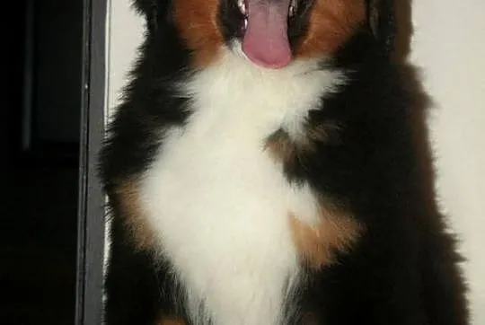 Berneński Pies Pasterski - piękny, mocny, wystawow