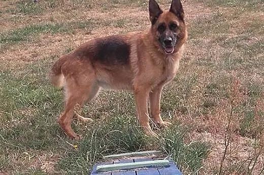 Tora - spokojna, zrównoważona suka owczarek niemiecki ADOPCJA,  Kundelki cała Polska
