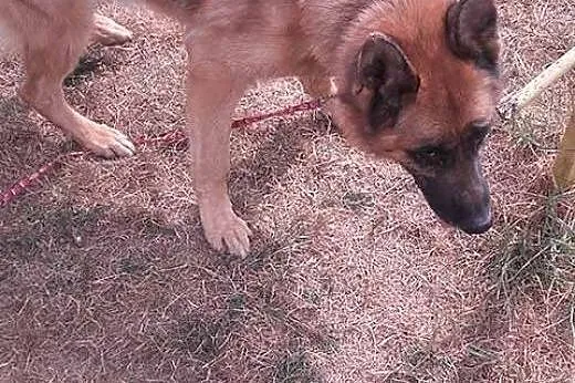 Tora - spokojna, zrównoważona suka owczarek niemie