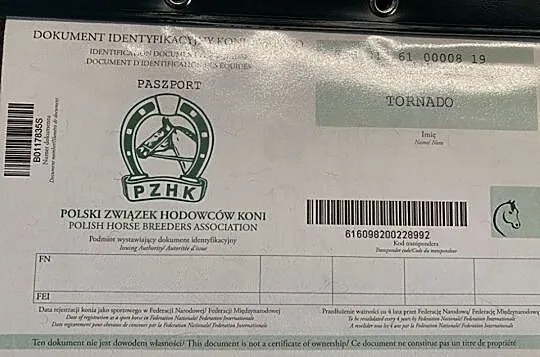Kuc walijski, , 