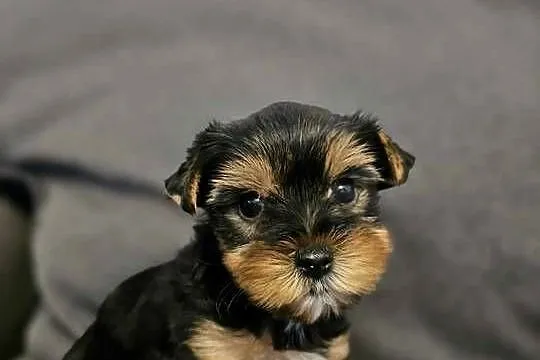 Yorkshire Terrier Samiec z Chipem Wyprawka