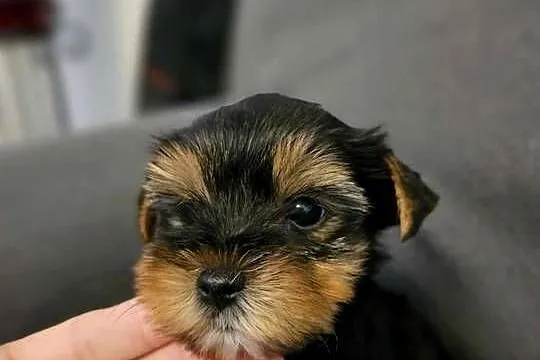 Yorkshire Terrier Samiec z Chipem Wyprawka, Śląskie, Częstochowa