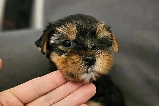 Yorkshire Terrier Samiec z Chipem Wyprawka, Śląskie, Częstochowa