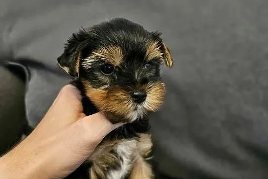 Yorkshire Terrier Samiec z Chipem Wyprawka, Śląskie, Częstochowa
