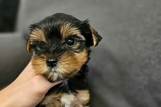 Yorkshire Terrier Samiec z Chipem Wyprawka, Śląskie, Częstochowa