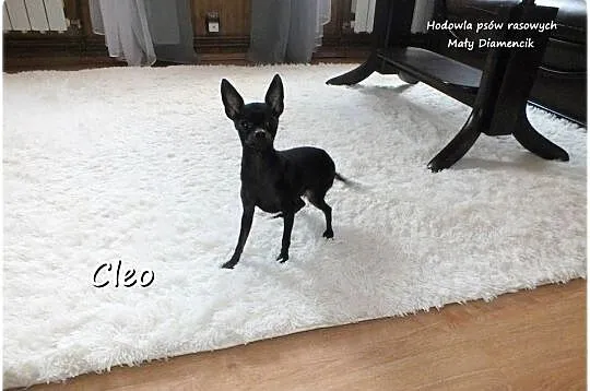 Mała sunia CLEO Pinczer Miniaturowy ( Ratlerek ) z Rodowodem