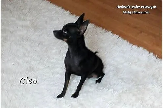 Mała sunia CLEO Pinczer Miniaturowy ( Ratlerek ) z Rodowodem, Lubuskie, Żary
