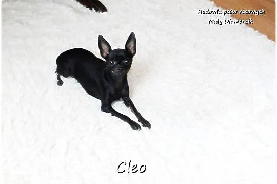 Mała sunia CLEO Pinczer Miniaturowy ( Ratlerek ) z Rodowodem, Lubuskie, Żary