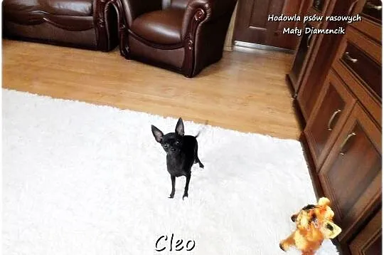Mała sunia CLEO Pinczer Miniaturowy ( Ratlerek ) z Rodowodem, Lubuskie, Żary