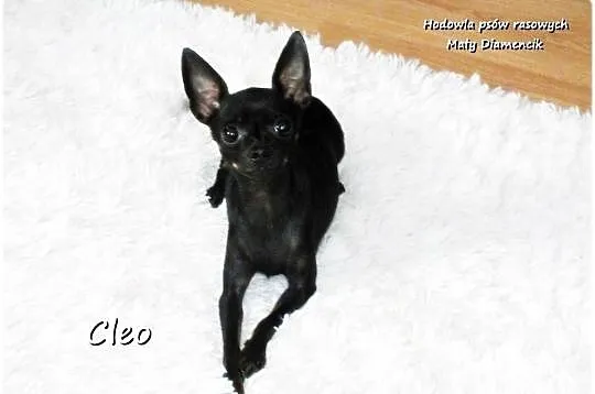 Mała sunia CLEO Pinczer Miniaturowy ( Ratlerek ) z Rodowodem, Lubuskie, Żary