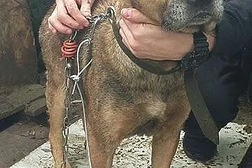 Wyjątkowa Diana szuka domu!,  dolnośląskie Jelenia