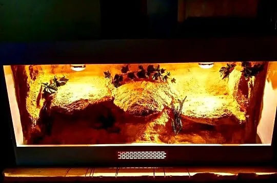 Okazja terrarium dla agamy gekona żółwia węża kameleona legwana boa pająka