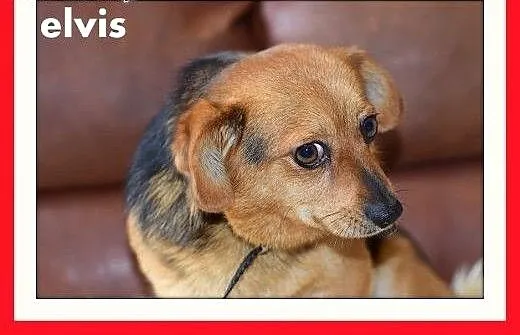 ELVIS,mały 5 kg,łagodny,domowy,rodzinny piesek.ADO