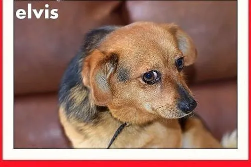 ELVIS,mały 5 kg,łagodny,domowy,rodzinny piesek.ADO
