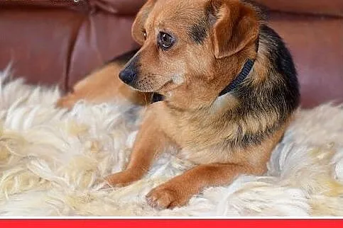 ELVIS,mały 5 kg,łagodny,domowy,rodzinny piesek.ADO
