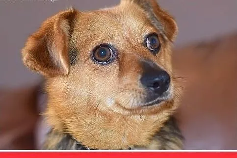 ELVIS,mały 5 kg,łagodny,domowy,rodzinny piesek.ADO