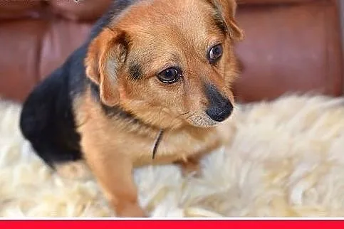 ELVIS,mały 5 kg,łagodny,domowy,rodzinny piesek.ADO