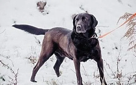 Gryzek - cudowny labrador mix szuka domu, , Chełm