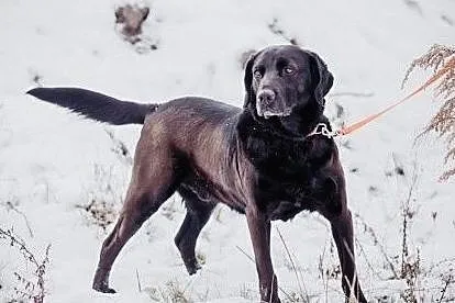 Gryzek - cudowny labrador mix szuka domu, , Chełm
