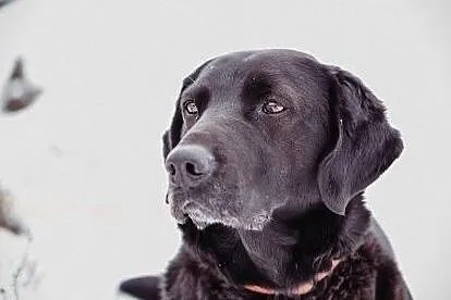 Gryzek - cudowny labrador mix szuka domu, , Chełm