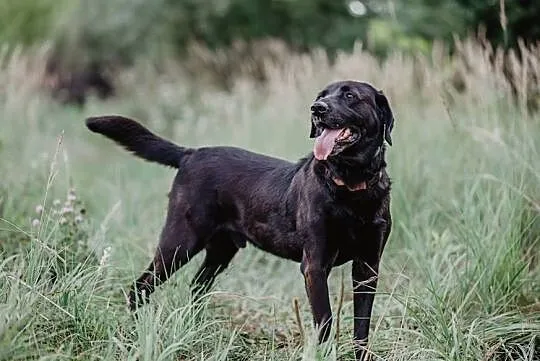 Gryzek - cudowny labrador mix szuka domu, , Chełm