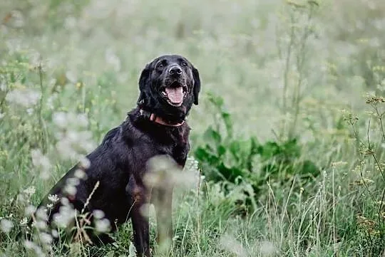 Gryzek - cudowny labrador mix szuka domu, , Chełm