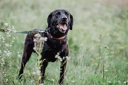 Gryzek - cudowny labrador mix szuka domu, , Chełm