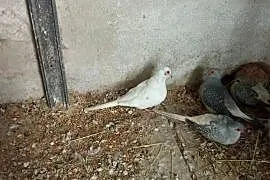 Sprzedam gołąbka szeka