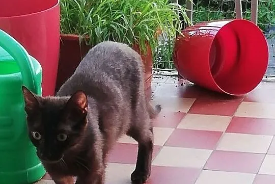 Bruce i Selina szukają domu, Łódzkie, Łódź