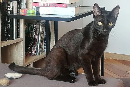 Bruce i Selina szukają domu, Łódzkie, Łódź