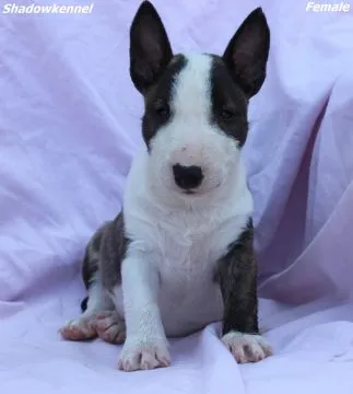 Mini Bull Terrier Piękne zarejestrowane szczenięta na sprzedaż, Mazowieckie, Warszawa