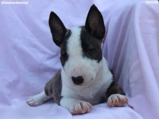 Mini Bull Terrier Piękne zarejestrowane szczenięta na sprzedaż, Mazowieckie, Warszawa